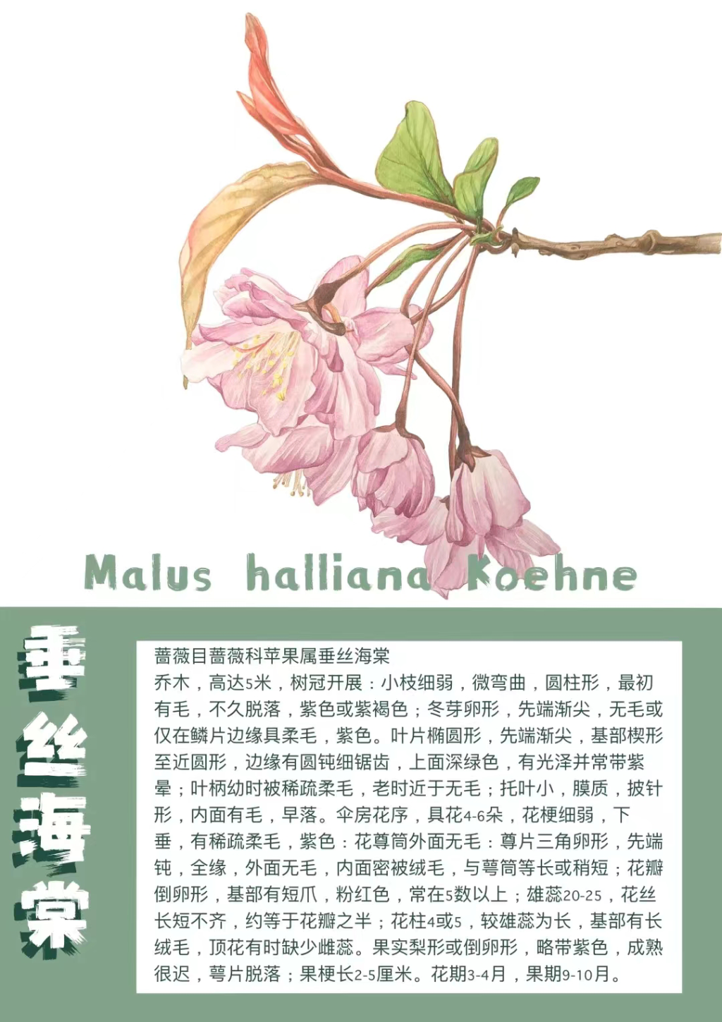 重庆师范大学发布校园花卉图鉴。受访单位供图