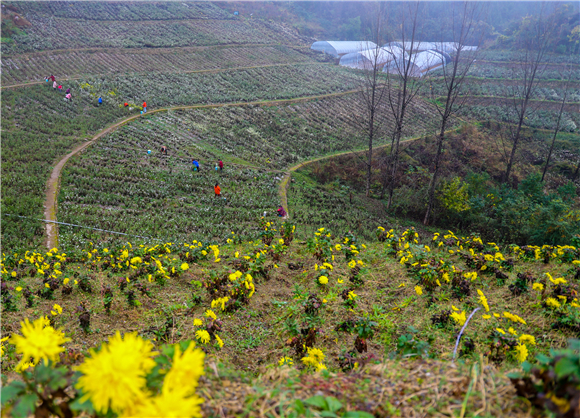 三峡阳菊种植基地。受访者供图