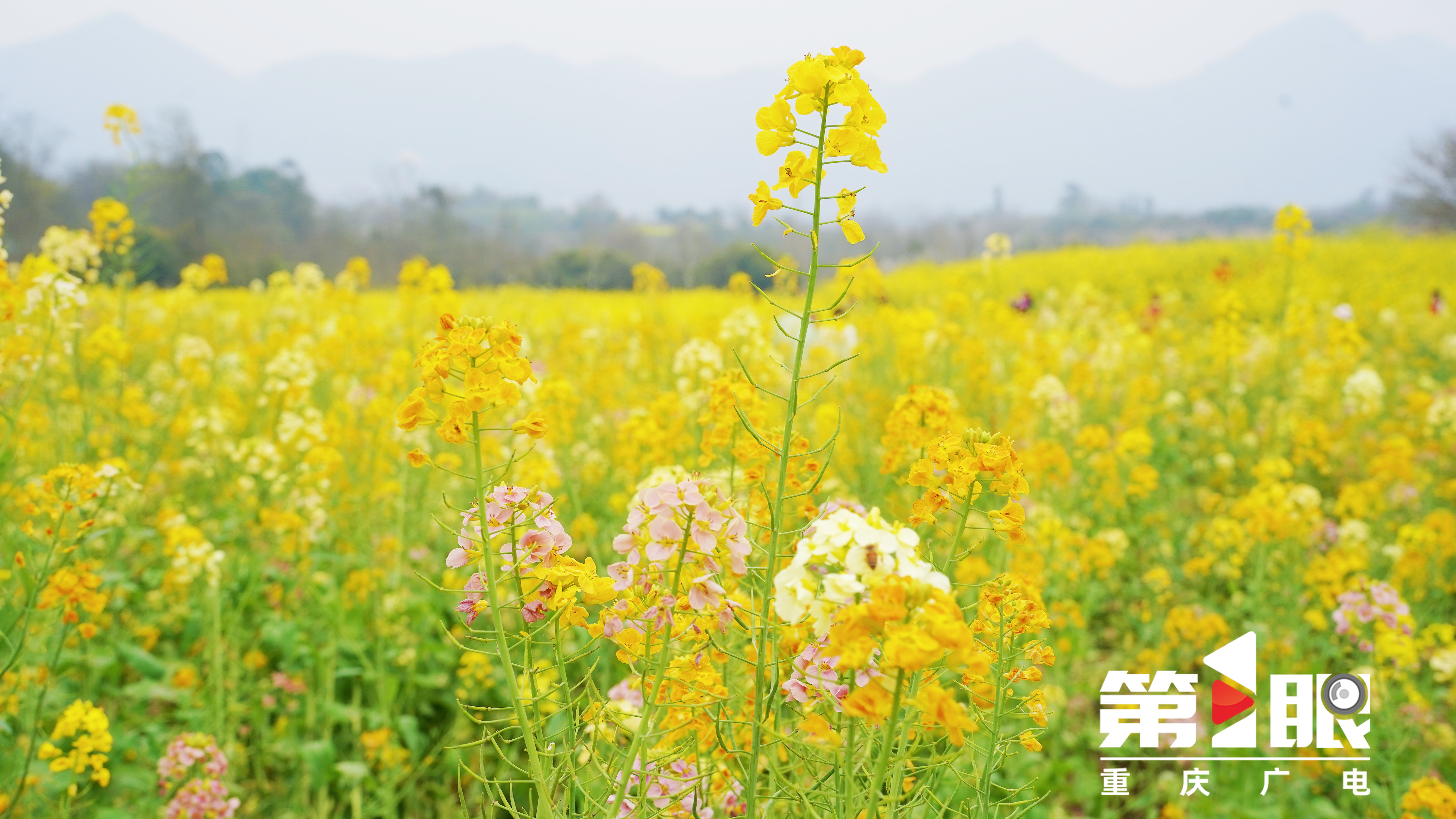 免费赏花地+1！重庆三板溪公园数千亩彩色油菜花盛放6