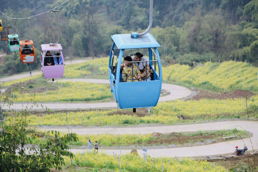 Visitors appreciated the blooming rapeseed flowers in cable cars in Mexin Wine Town. (Photo provided by the scenic spot)