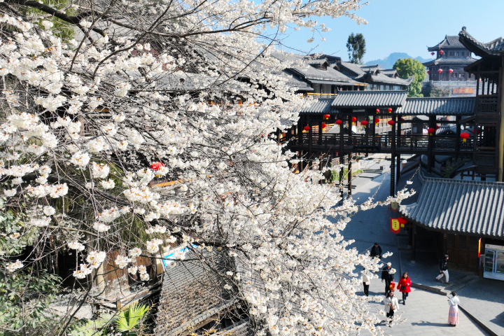 Walking in the ancient town, you can enjoy the beauty of cherry blossoms and learn about the history and culture of the ancient town. (Photographed by Chen Bisheng) 