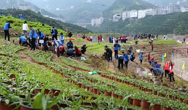 上太空，入库区！重庆特有珍稀濒危植物丰都车前首次大规模野外回归2