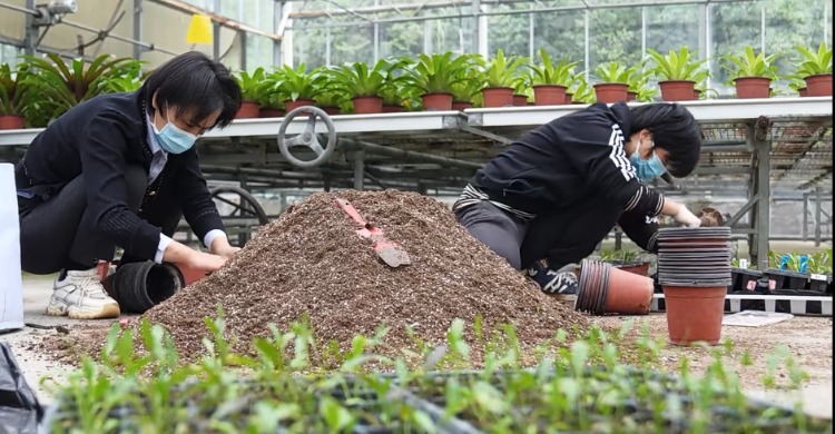 上太空，入库区！重庆特有珍稀濒危植物丰都车前首次大规模野外回归3
