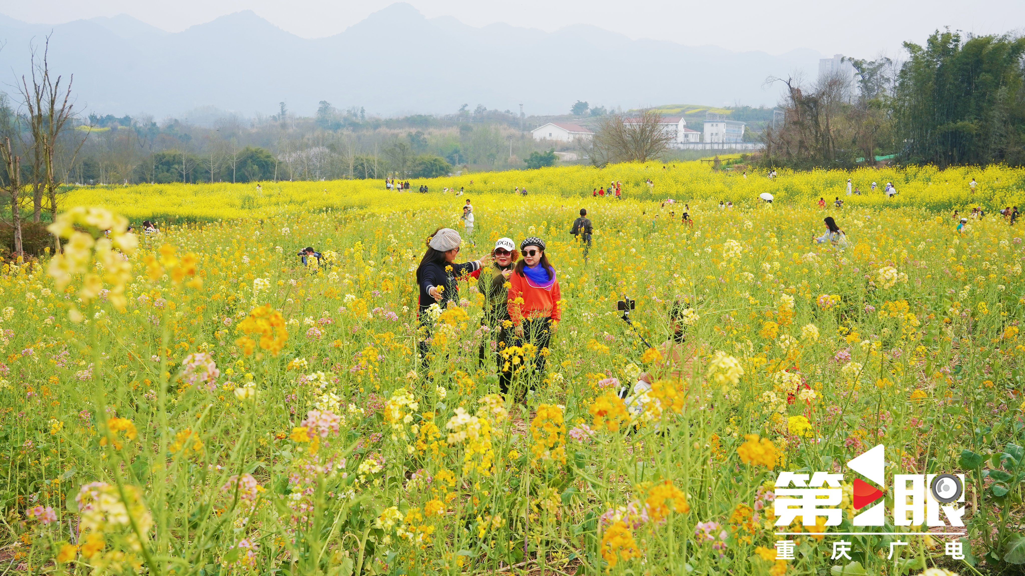 免费赏花地+1！重庆三板溪公园数千亩彩色油菜花盛放1