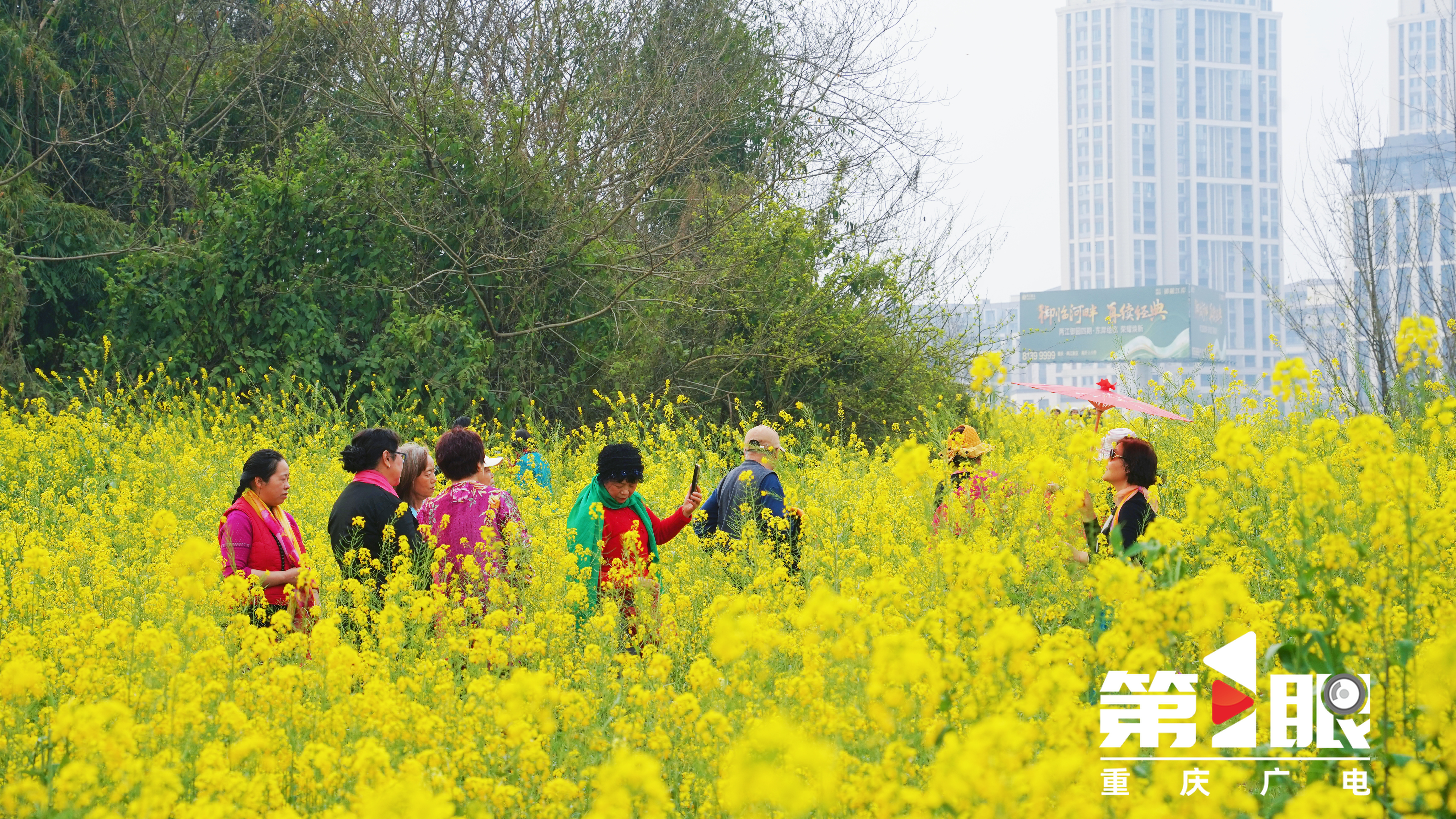 免费赏花地+1！重庆三板溪公园数千亩彩色油菜花盛放4