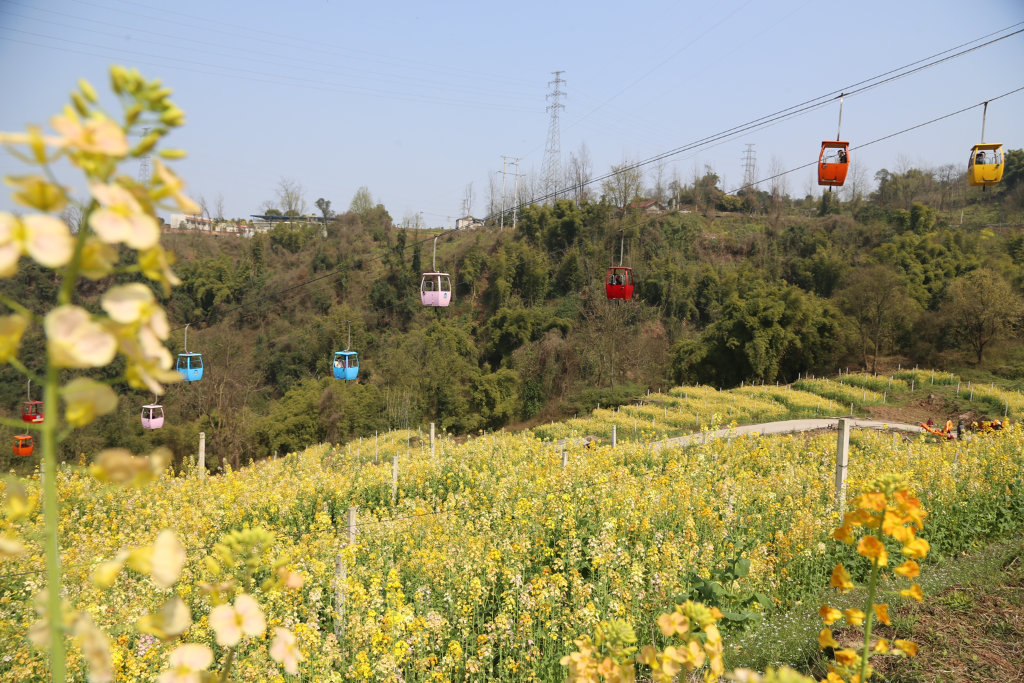 The rapeseed flower field is ablaze with different colors. (Photo provided by the scenic spot)