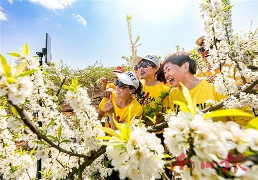 兴隆镇金花村远雪农场，游客在盛开的李花丛中游玩。资料图