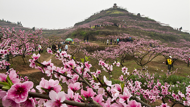 桃花红了 三月到合川太和镇踏青赏花去