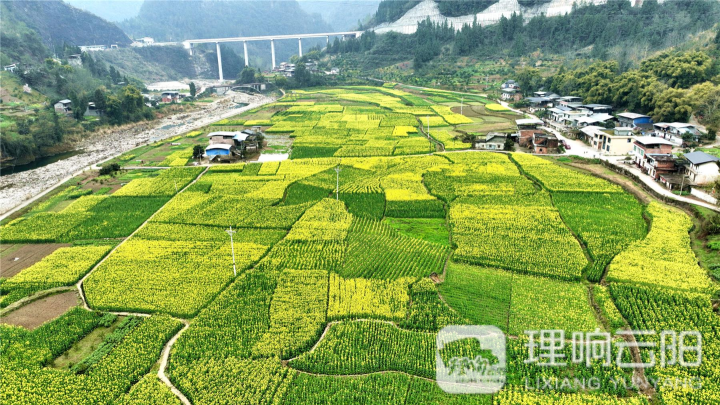 The blooming rapeseed flowers (Photo provided by Xu Rui & Liu Ting) 