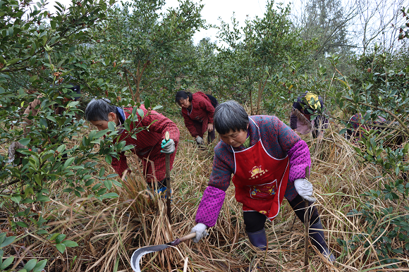 社区居民正为油茶树进行除草。秀山县委宣传部供图  华龙网发