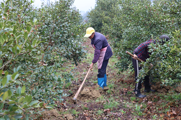 居民正进行翻地挖沟。秀山县委宣传部供图  华龙网发