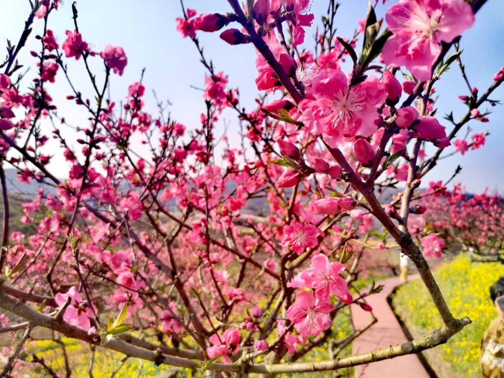 Peach blossoms dress up the fields and mountains. (Photographed by Ling Zeying)