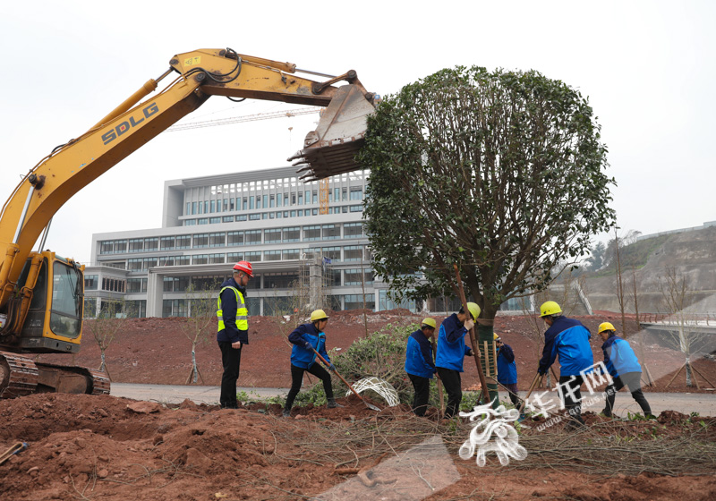 02，工人们正在忙着进行校园绿化。华龙网首席记者 张质 摄