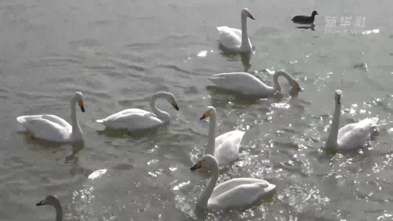越冬大天鹅开启北迁之旅2
