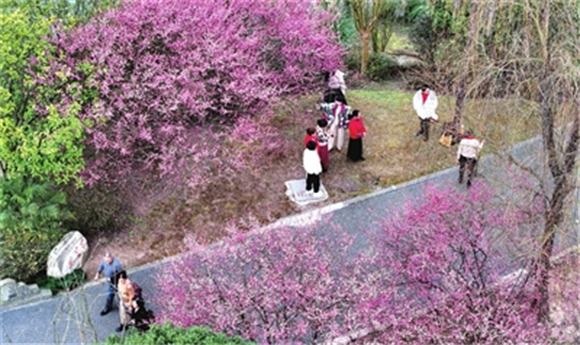 近日，双桂湖国家湿地公园，市民在盛开的红梅前拍照留影。 记者 熊伟 摄