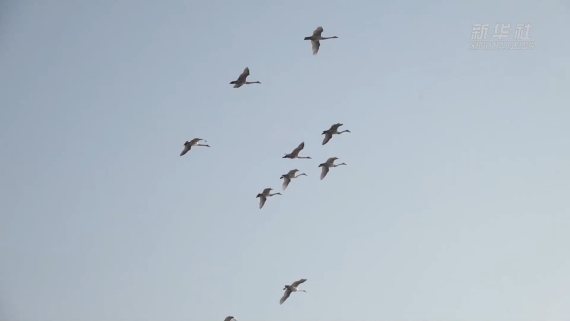 越冬大天鹅开启北迁之旅1