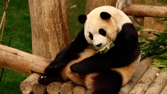 大熊猫“福宝”在韩国最后一次公开亮相3