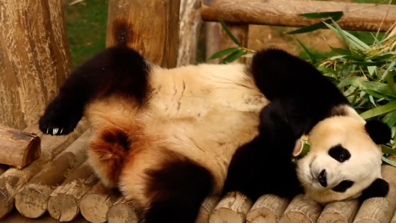 大熊猫“福宝”在韩国最后一次公开亮相2