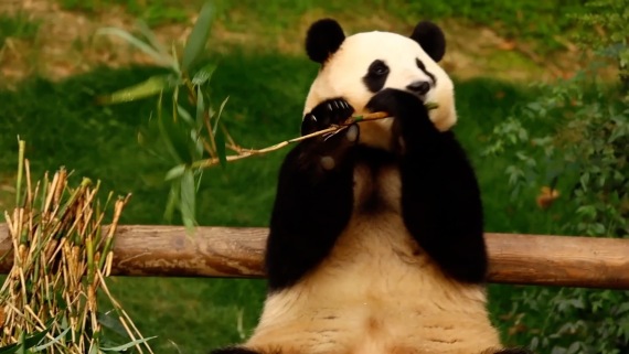 大熊猫“福宝”在韩国最后一次公开亮相4