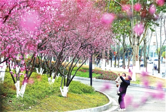 2月27日，桂西路街头游园，美人梅开得正艳，吸引市民驻足观赏。 记者 向成国 摄