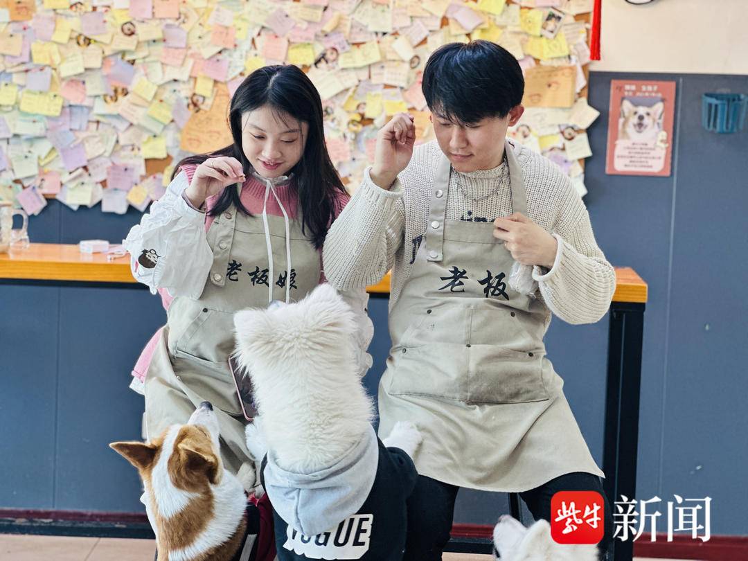 徐州90后夫妻收养流浪猫狗开“猫咖”“狗咖”：“让它们‘打工’养活自己”4