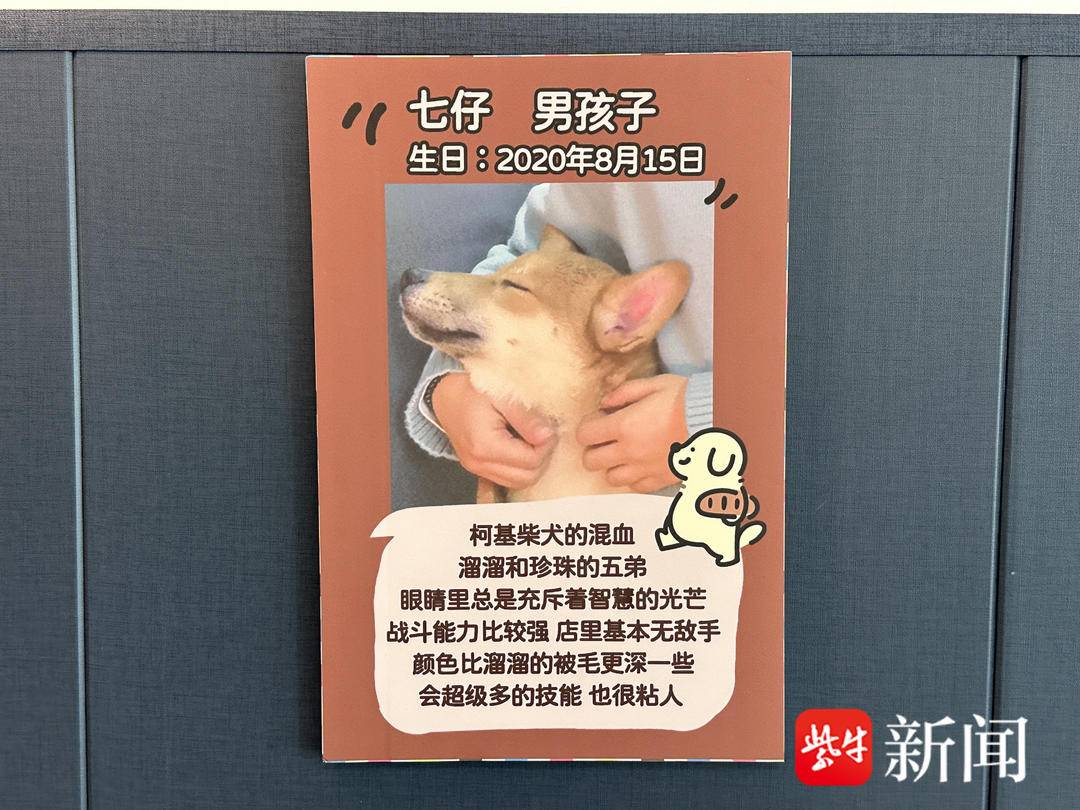 徐州90后夫妻收养流浪猫狗开“猫咖”“狗咖”：“让它们‘打工’养活自己”5