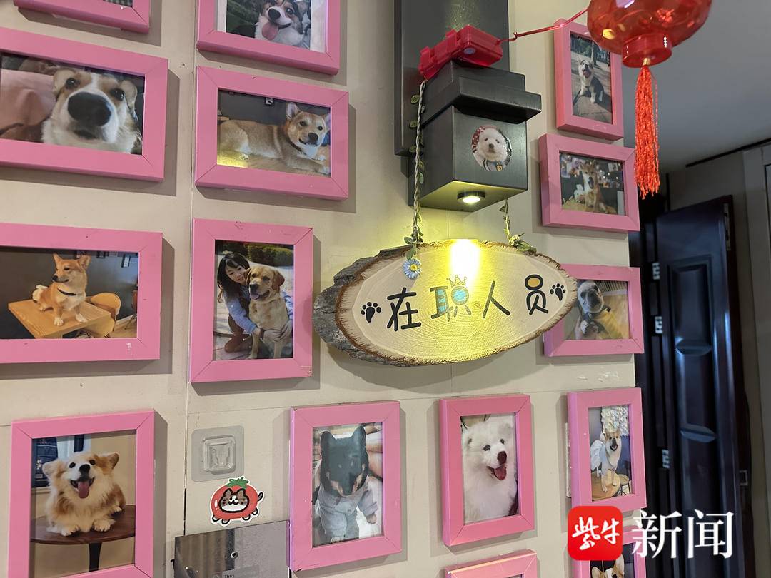 徐州90后夫妻收养流浪猫狗开“猫咖”“狗咖”：“让它们‘打工’养活自己”1