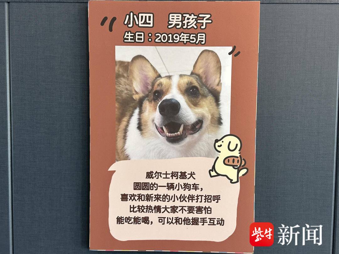 徐州90后夫妻收养流浪猫狗开“猫咖”“狗咖”：“让它们‘打工’养活自己”6