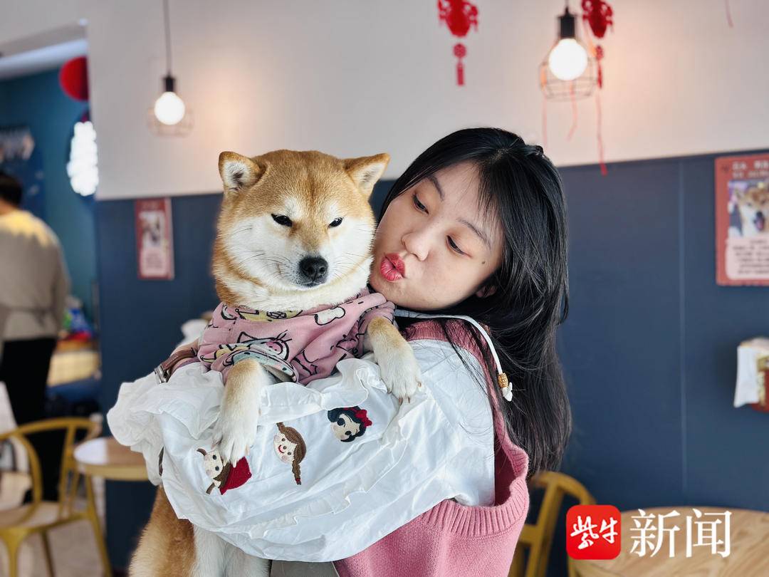 徐州90后夫妻收养流浪猫狗开“猫咖”“狗咖”：“让它们‘打工’养活自己”2