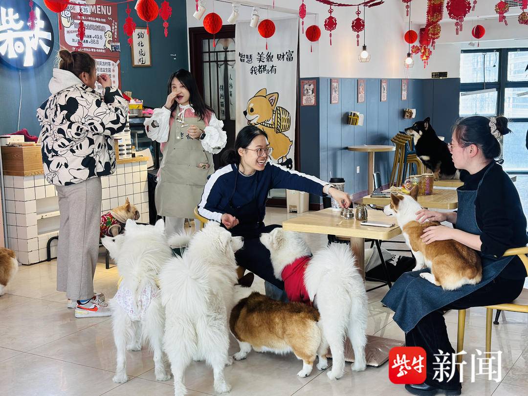 徐州90后夫妻收养流浪猫狗开“猫咖”“狗咖”：“让它们‘打工’养活自己”7
