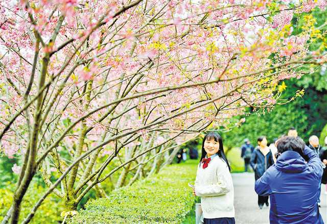 Visitors took photos of the lovely flowers at Chongqing Garden Expo Park on February 26. (Photographed by Xie Zhiqiang / Visual Chongqing)