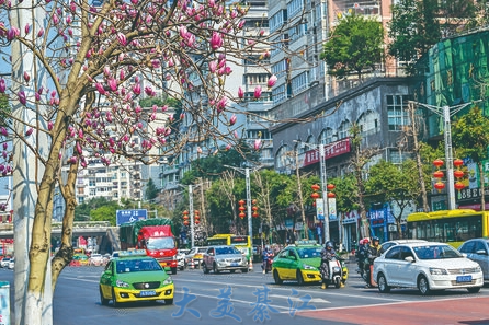 The blooming Yulan magnolia on Jiulong Avenue adds the vitality of spring to Qijiang. (Photographed by Chen Zongwu) 