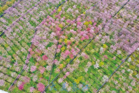 Chuijiao Village in Datong Town is decked out with delicate cherry blossoms. (Photographed by Wu Xianyong)
