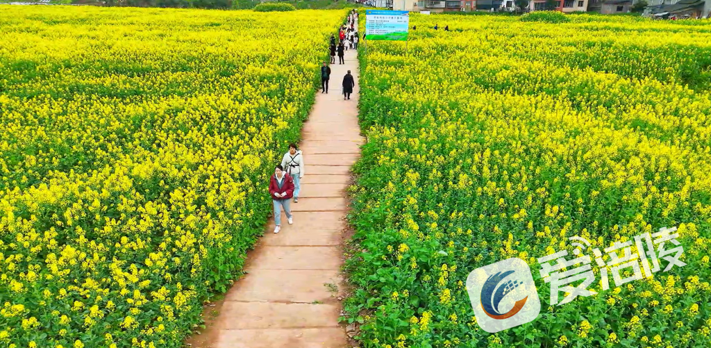 Tourists wandered among the flowers. (Photo provided by Jiang Huan) 