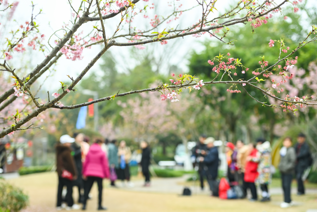 Citizens viewing blossoms in the garden. (Photo provided by Wang Jiaxi)