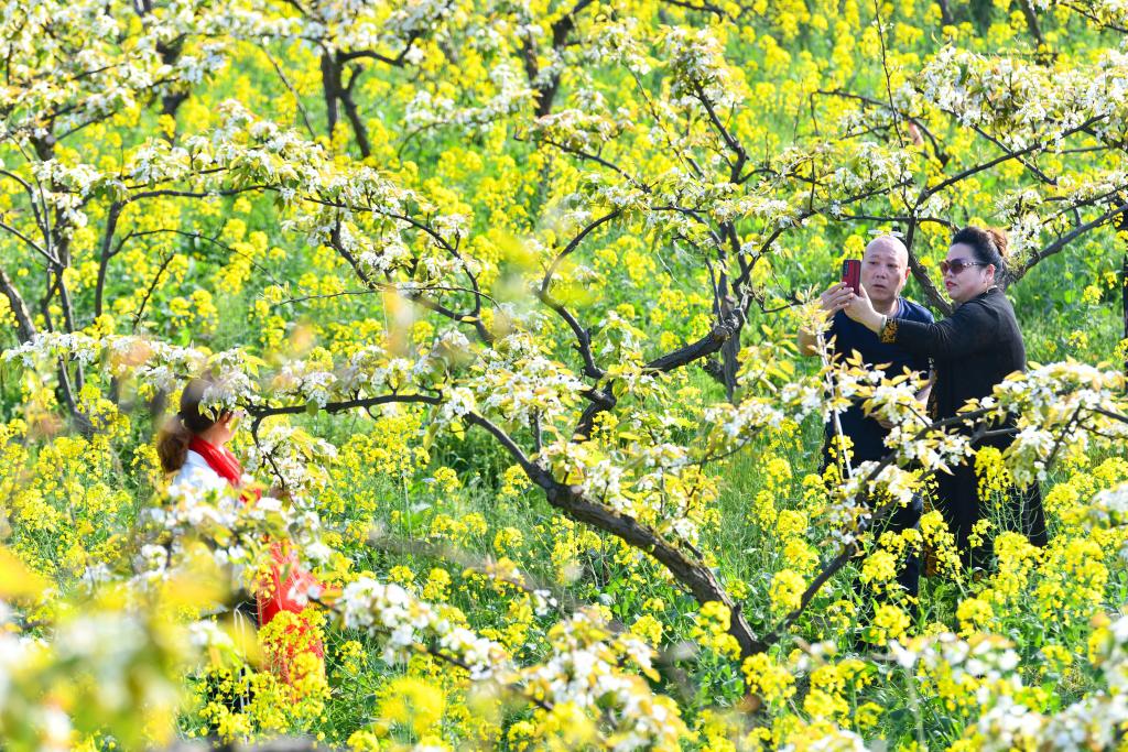 綦江向广大游客发出踏春赏花的浪漫邀约。通讯员 王京华 摄