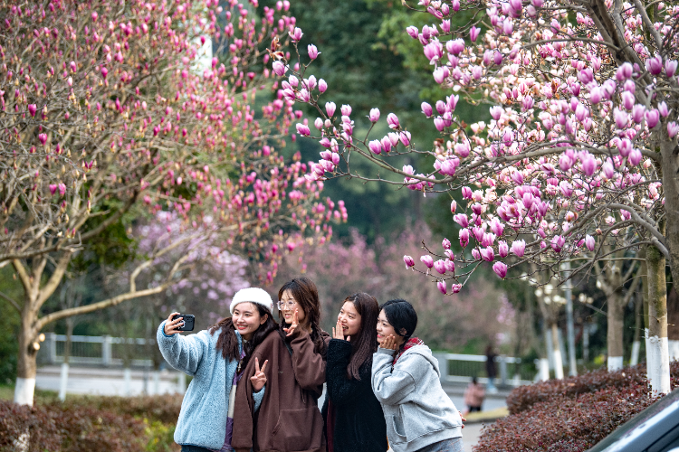 Students were taking photos under the Yulan magnolia trees at Southwest University on March 3. (Photographed by Zheng Yu)