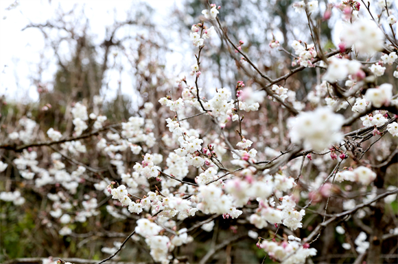 朵朵雪白的樱桃花装扮枝头。受访者供图 华龙网发