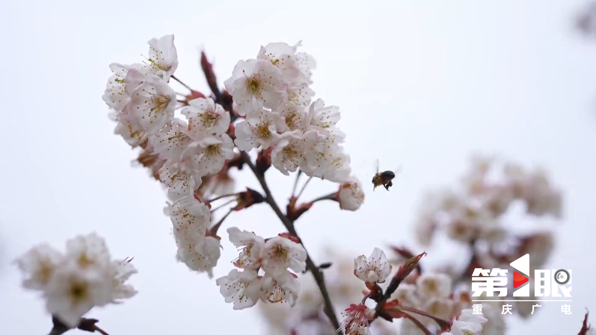 铜梁：6000亩樱桃花开1