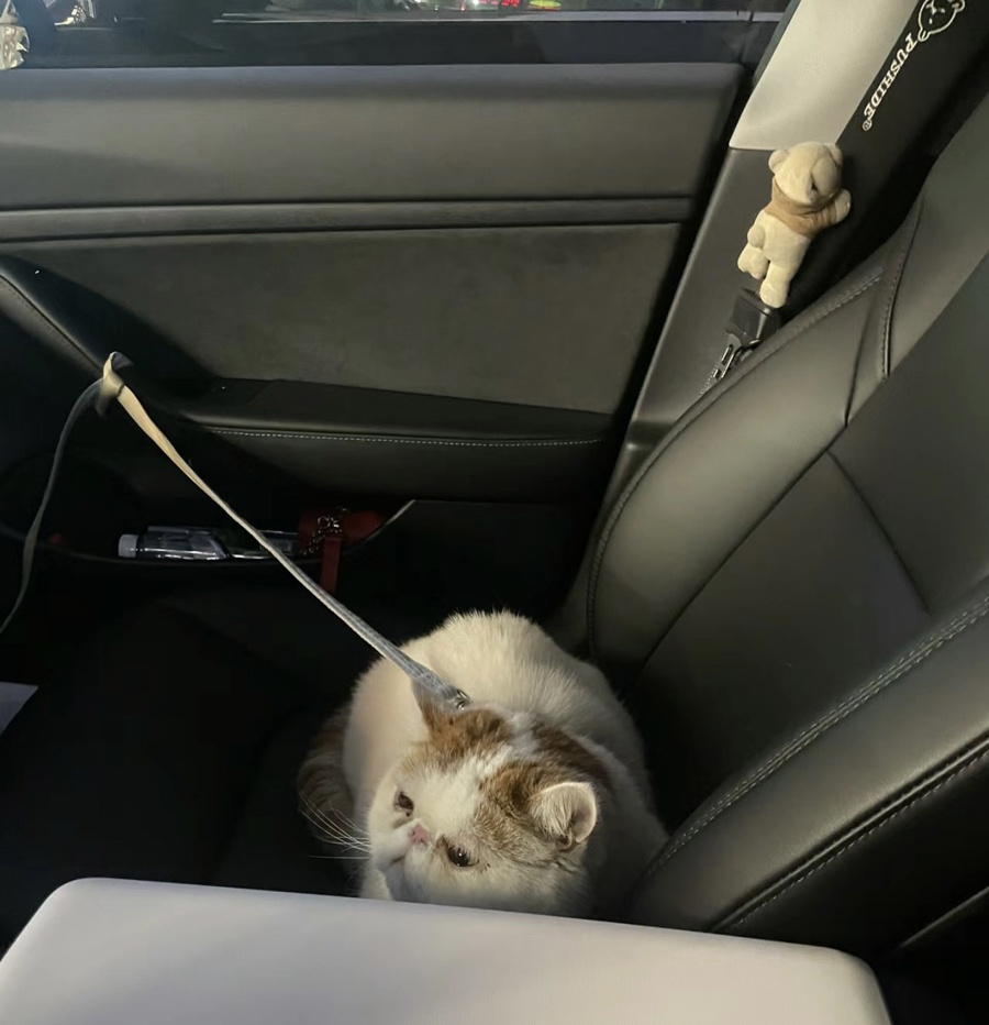 困在海南的电车，即将运回2
