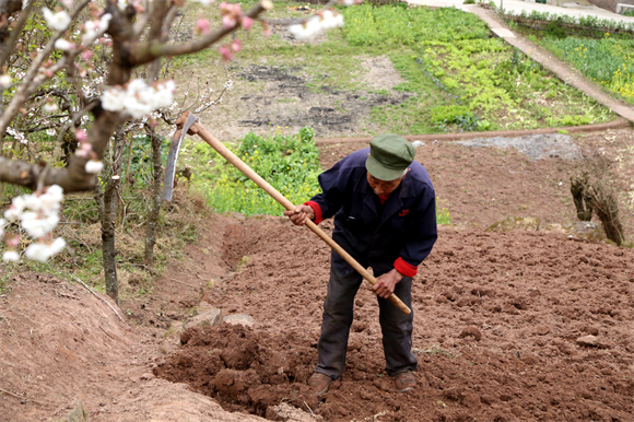 春日里，农户正忙着耕耘。受访者供图 华龙网发