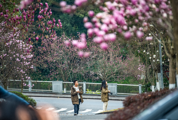 Students were strolling in the campus decked out with blooming Yulan magnolia on March 3. (Photographed by Zheng Yu)