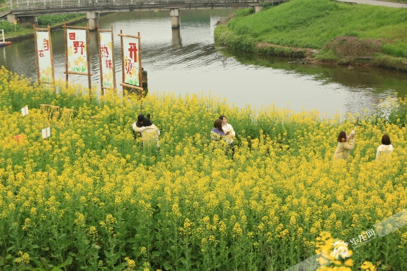 游客在花田打卡拍照。夏国燕 摄