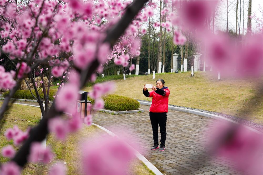 双桂城区竹海大道两旁的美人梅盛开，吸引市民拍照留念。