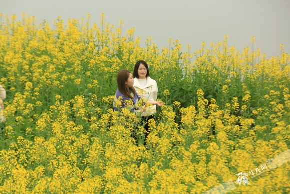 游客在永兴镇黄庄村的油菜花田赏花。夏国燕 摄