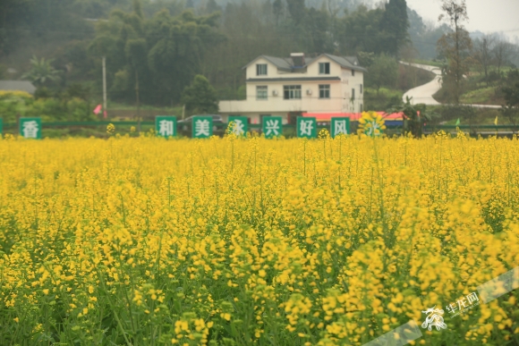 永兴镇黄庄村的万亩油菜花盛放。夏国燕 摄