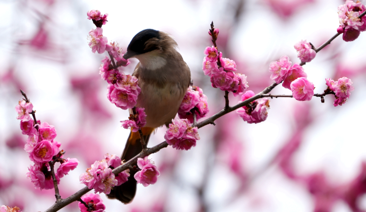 小鸟在梅花枝头驻足。