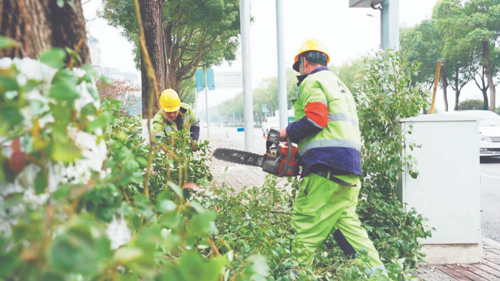 工人对行道树进行“修枝塑形”。