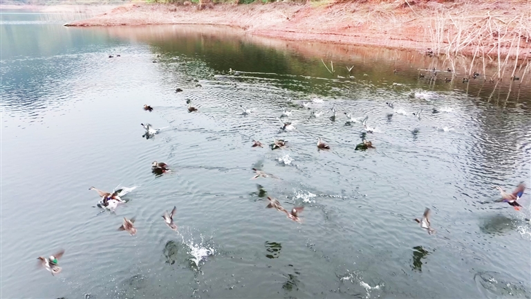 忠县境内的长江支流及水库迎来上万只野生鸟类前来安营扎寨。