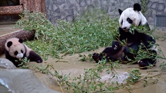 首只在俄出生大熊猫“喀秋莎”与公众见面1